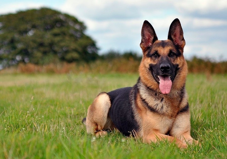 Верный друг: история любви к немецкой овчарке