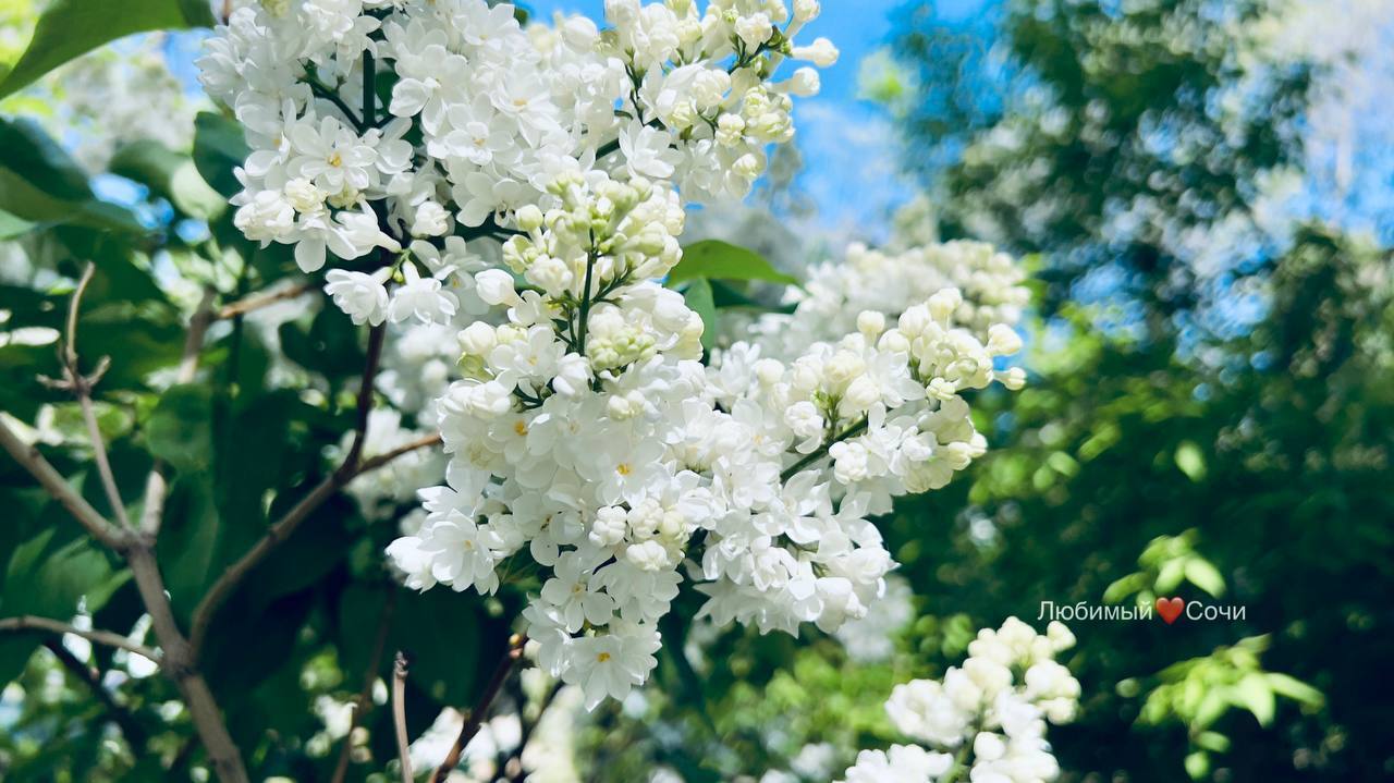 В Сочи зацвела сирень