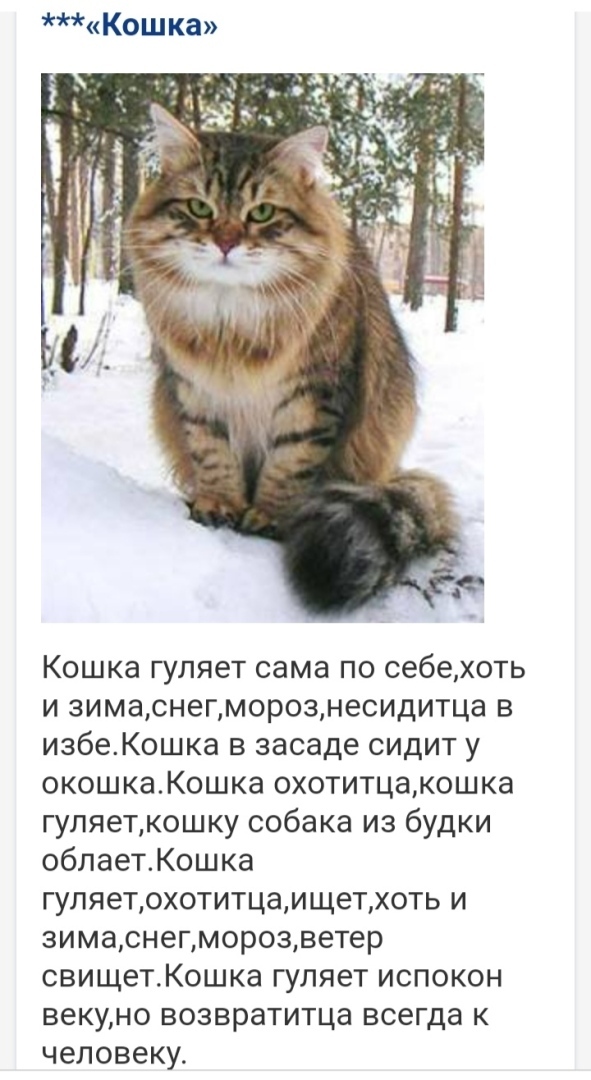 *******Кошка"""""