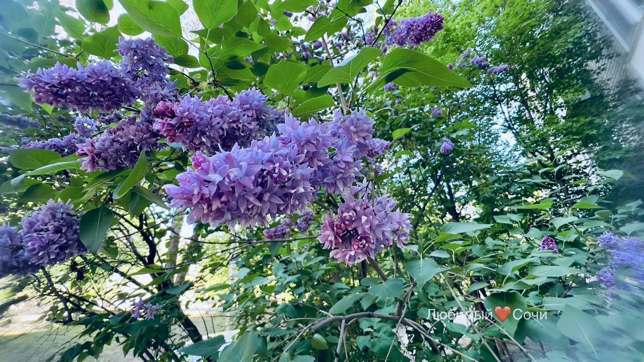 В Сочи зацвела сирень
