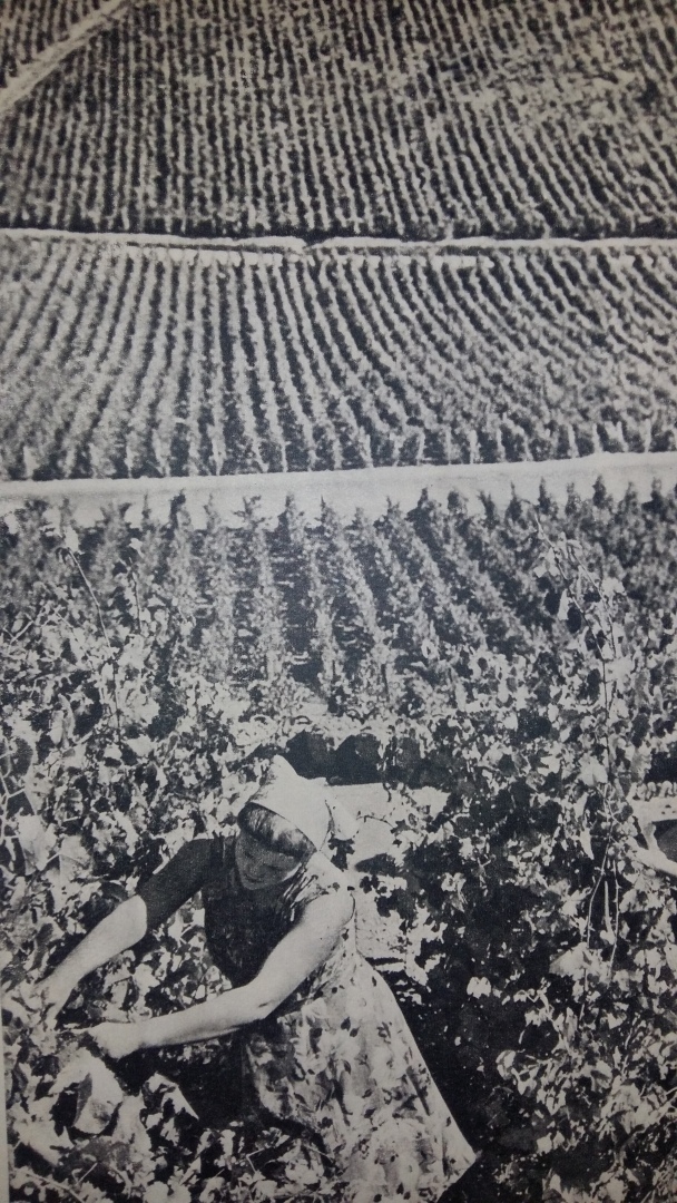 Кубань, 1966 год, старые фото. Для кого-то волнительно, а для кого – интересно. Летающая "галоша" опрыскивает сады!