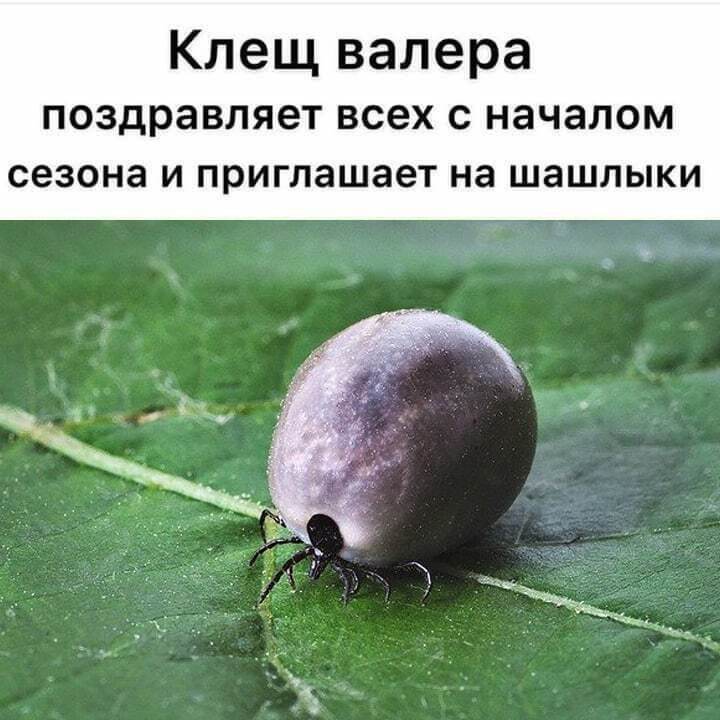 До конца мая 120 подмосковных парков обработают от клещей