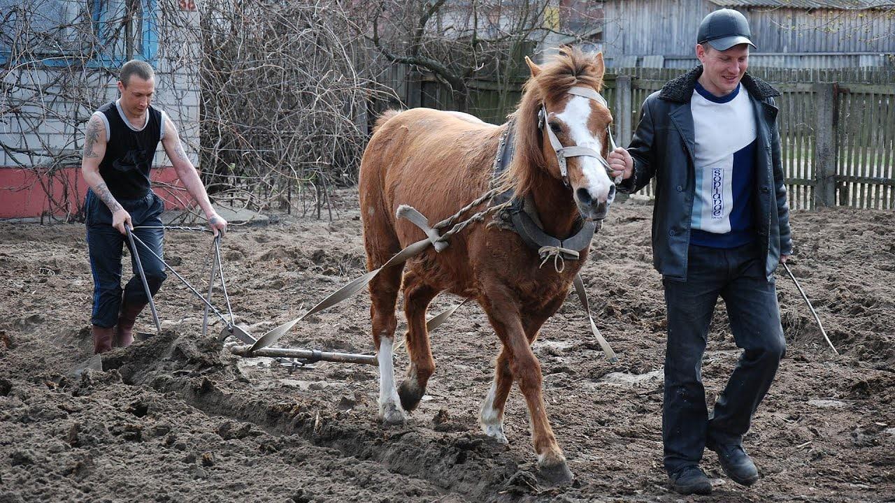 Где собирали оку