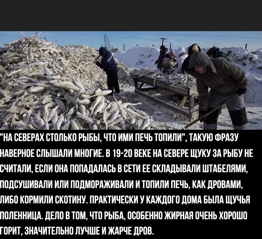 Раньше печь топили рыбой. Правда или миф