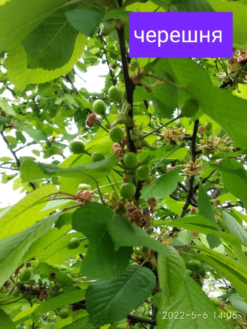 Ну вот, скоро на Кубани всё поспеет.🤗