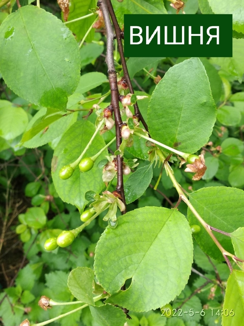 Ну вот, скоро на Кубани всё поспеет.🤗