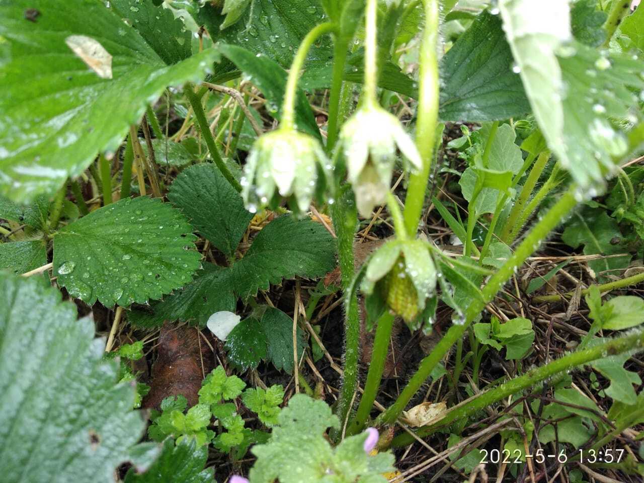 Ну вот, скоро на Кубани всё поспеет.🤗