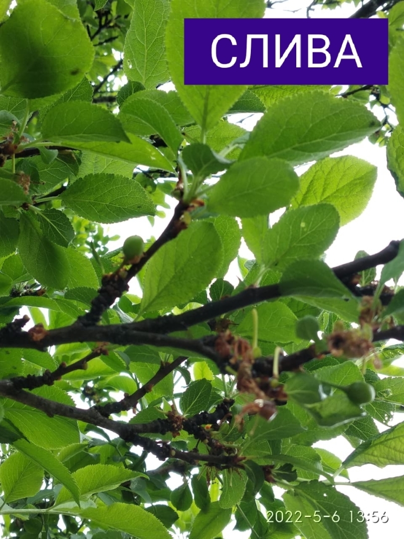 Ну вот, скоро на Кубани всё поспеет.🤗