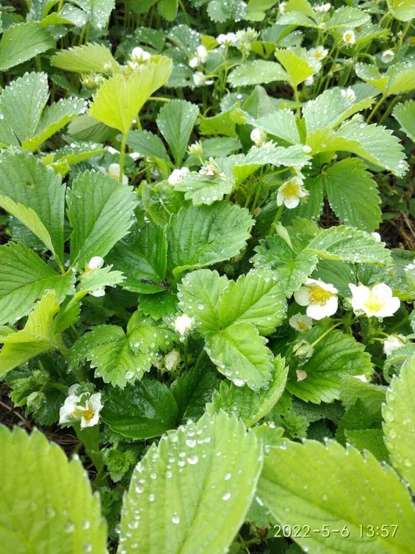 Ну вот, скоро на Кубани всё поспеет.🤗