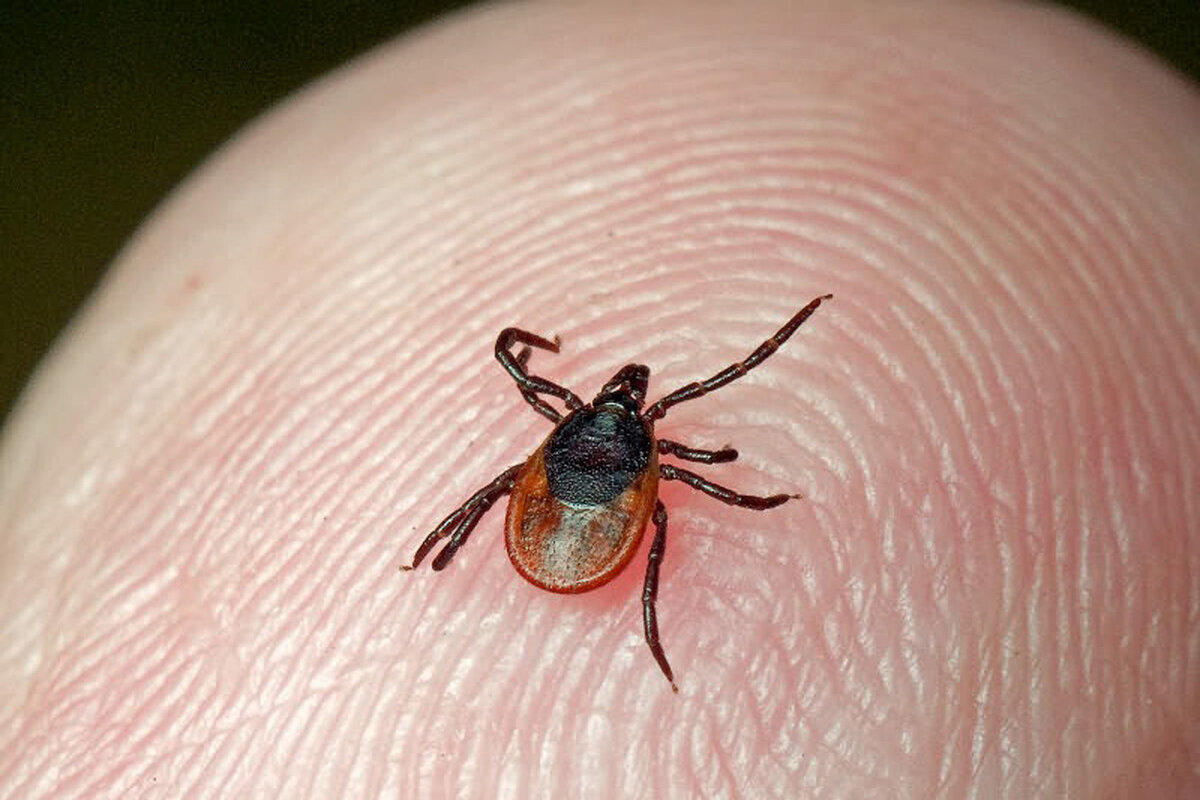 Как защититься от клеща