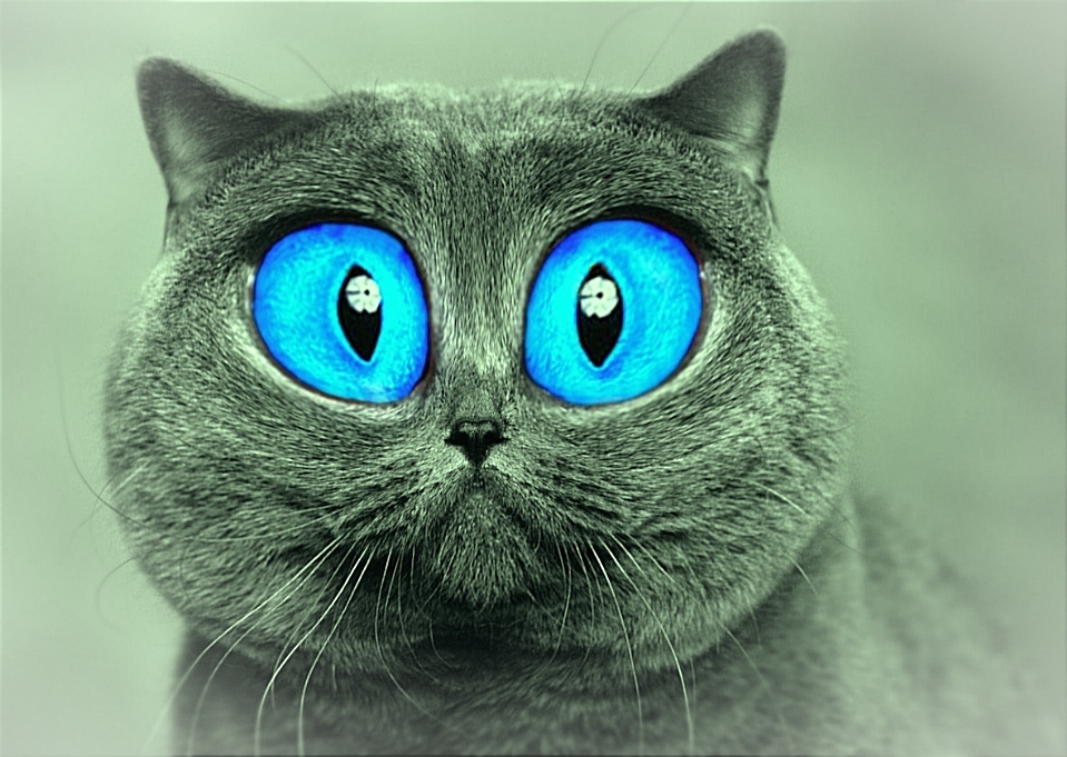 FIFe поддержит заводчиков кошек на Украине, которые «страдают из-за сложившейся ситуации».