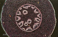 Ландыш майский