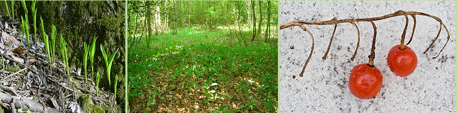 Ландыш майский