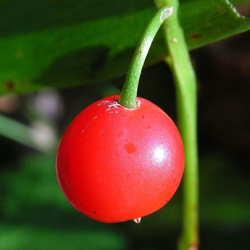 Ландыш майский