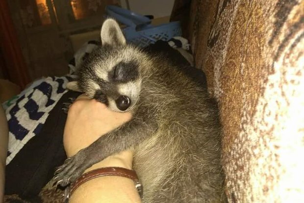 В Иркутске местным хирургам удалось вернуть зрение енотихе Марте