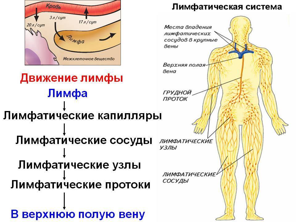 Выпадение волос и лимфа