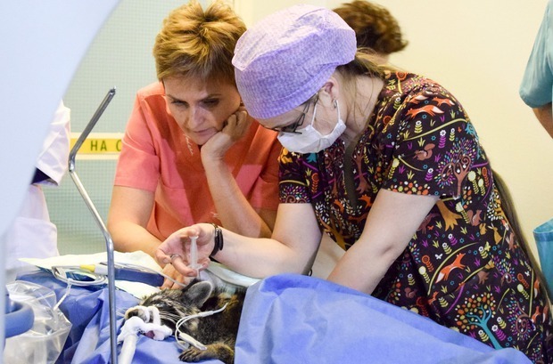 В Иркутске местным хирургам удалось вернуть зрение енотихе Марте