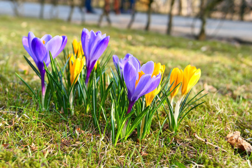 В 2100 году весна может наступить на 10 дней раньше. Последние выводы ученых