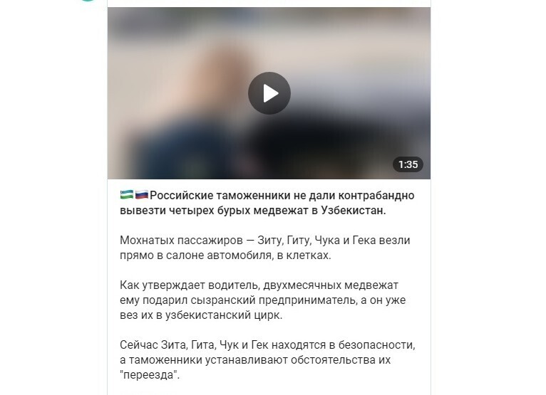 "Подарочные" медвежата нашли временный приют