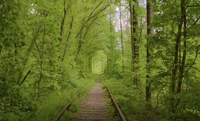 Вы слышали о ТОННЕЛЕ ЛЮБВИ? Это волшебное место обожают влюбленные пары, и оно НАХОДИТСЯ БЛИЗКО К НАШЕЙ СТРАНЕ! 