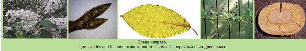 Черёмуха обыкновенная