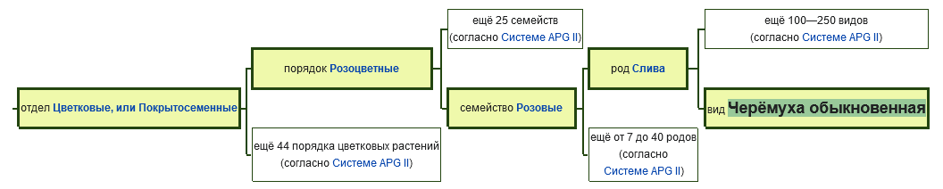 Черёмуха обыкновенная