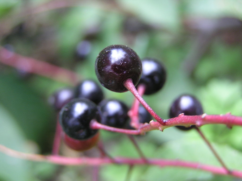 Черёмуха обыкновенная