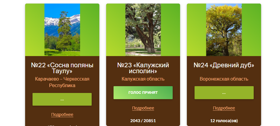 Дуб "Калужский исполин" из областного центра борется за звание «РОССИЙСКОЕ ДЕРЕВО ГОДА»