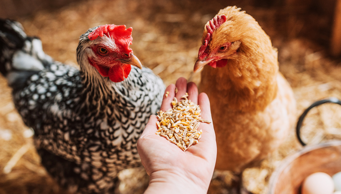 Россия не нуждается в импорте куриного мяса