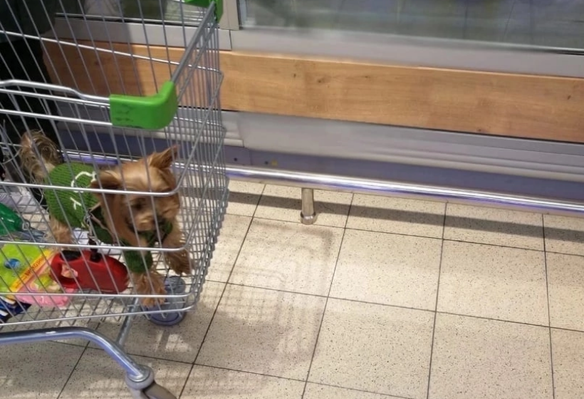 Грязные корзины и тележки в магазинах: как с этим бороться? Можно ли брать собаку в магазин? Советы юриста