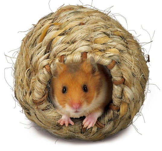 Хомяки-самые пьющие животные. Они предпочтут выпить алкоголь, чем воду. В чём секрет этих забавных зверьков?