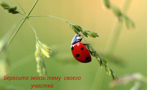 Сода для огорода и другие её полезности. Как использовать пищевую соду на даче. Можно ли использовать соду в саду и огороде.