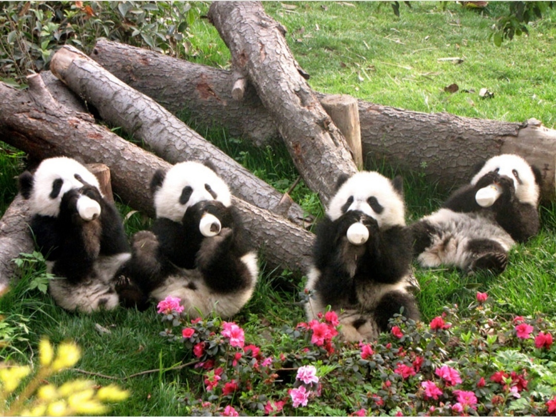 Панды рождаются похожими на маленьких барсуков – без меха, розовые и слепые.