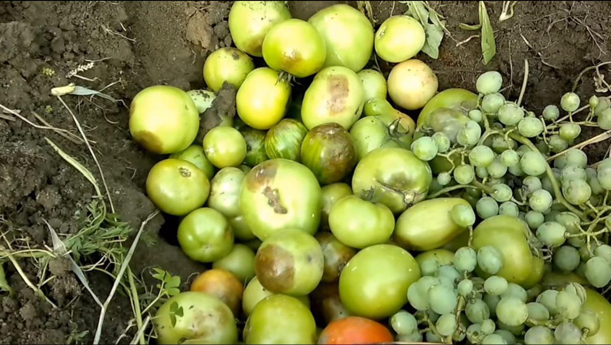 Вы боретесь с болезнями и вредителями томатов: Грибковые болезни