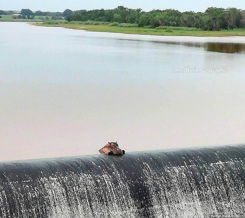 Бегемотиха отдыхает