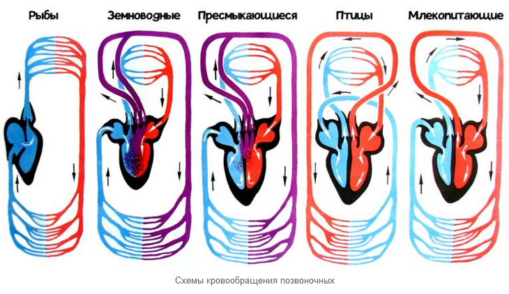 Чем отличаются млекопитающие от пресмыкающихся?