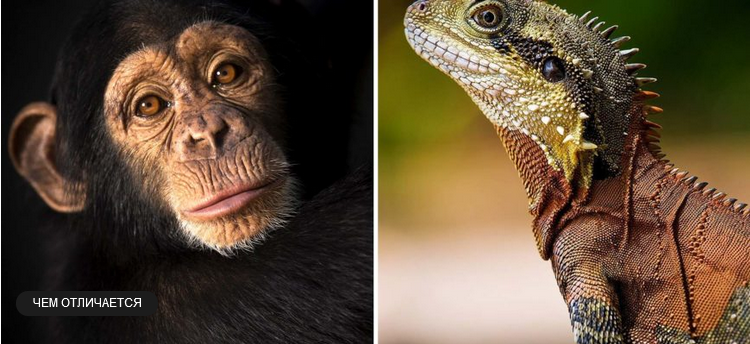 Чем отличаются млекопитающие от пресмыкающихся?