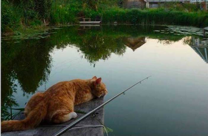 Лучшие моменты, которые запечатлели на рыбалке Это нужно видеть