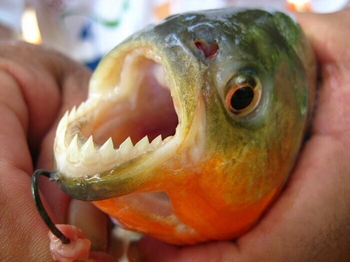 Эти самые необычные животные