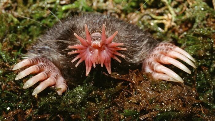 Эти самые необычные животные