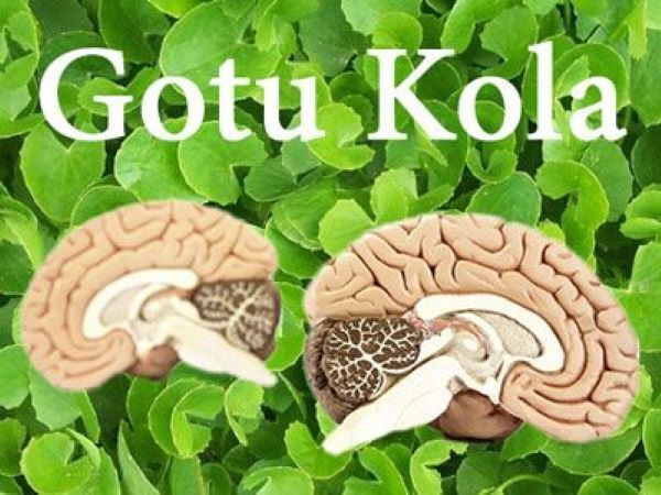 Центелла азиатская (готу кола): эффективное использование для здоровья и красоты