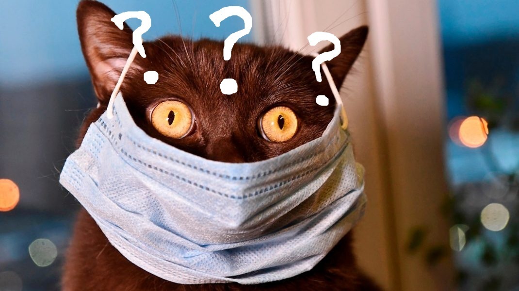 Стекло и пыль, или как Гарпия и хвостатый выходной проводят.