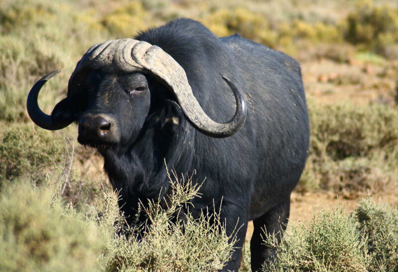 Самые сильные и жестокие животные, которых боится даже лев