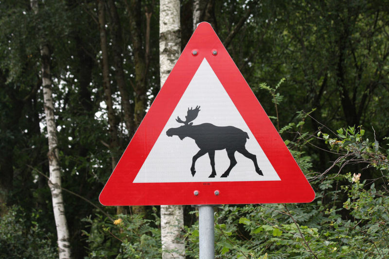 Дорожный знак олень. Знак Дикие животные. Дикие животные на дороге. Знак животные на дороге. Дорожный знак Дикие животные.