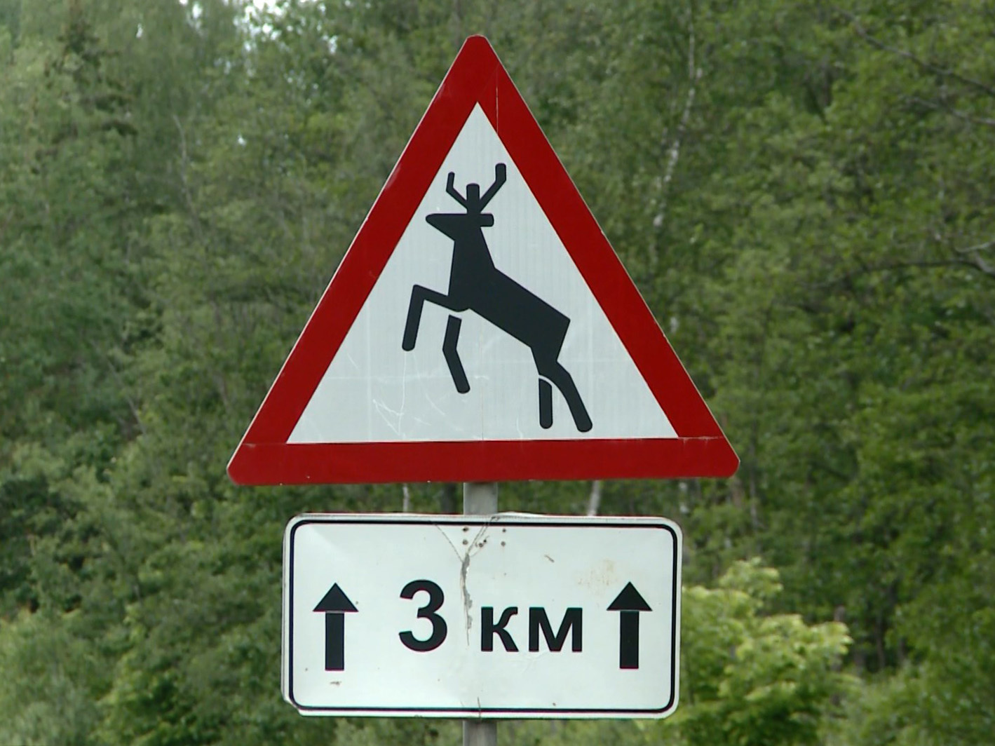 Водитель и природа — возможен ли компромисс?