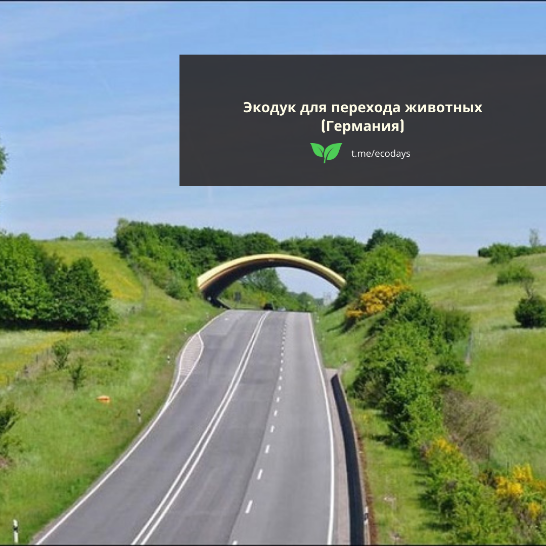 Водитель и природа — возможен ли компромисс?