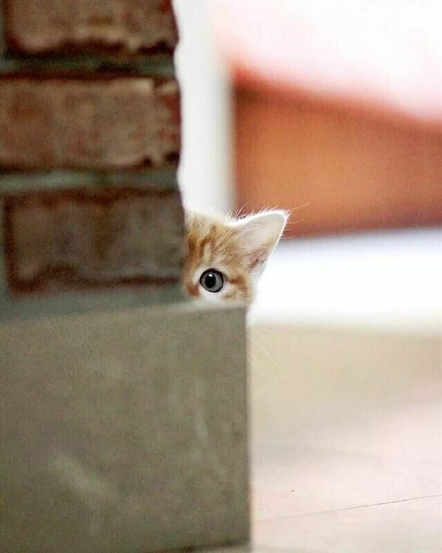 Одни из самых потрясающих уличных фотографий с животными