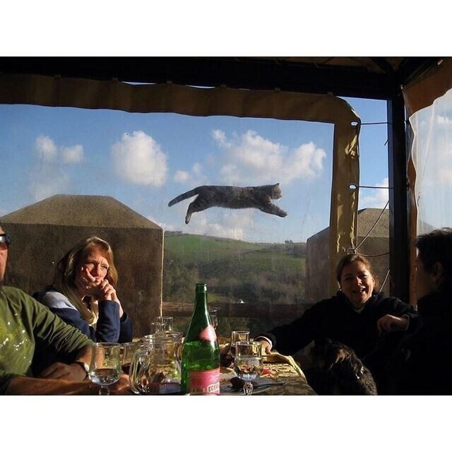 Одни из самых потрясающих уличных фотографий с животными