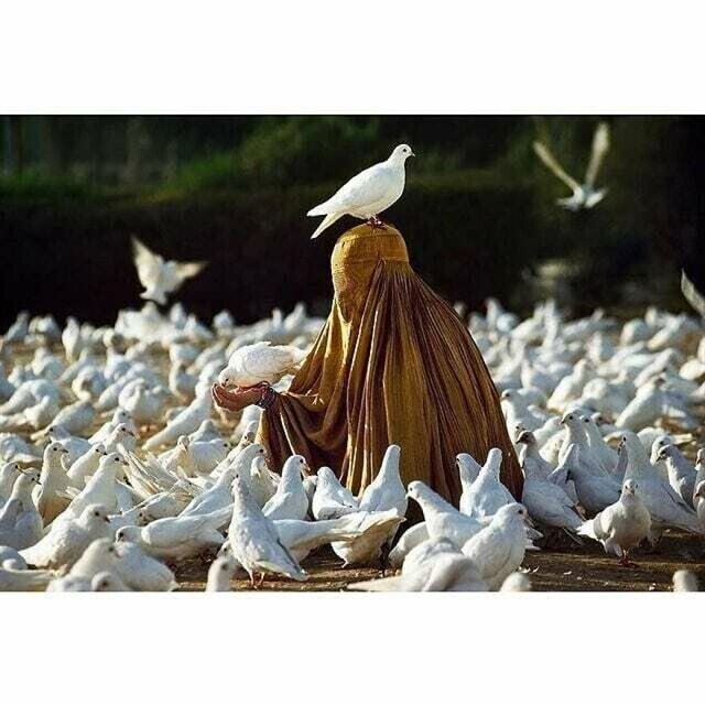 Одни из самых потрясающих уличных фотографий с животными