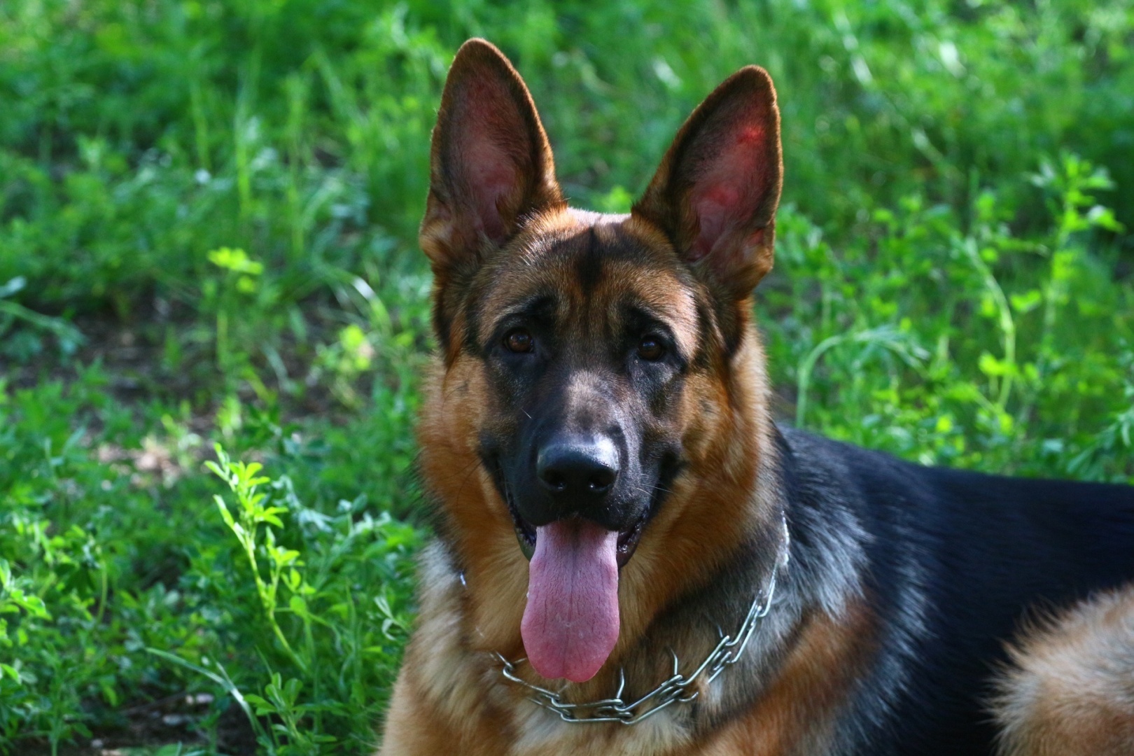 Доброе утро всем! Утро доброе пришло, всё проснулось, ожило!